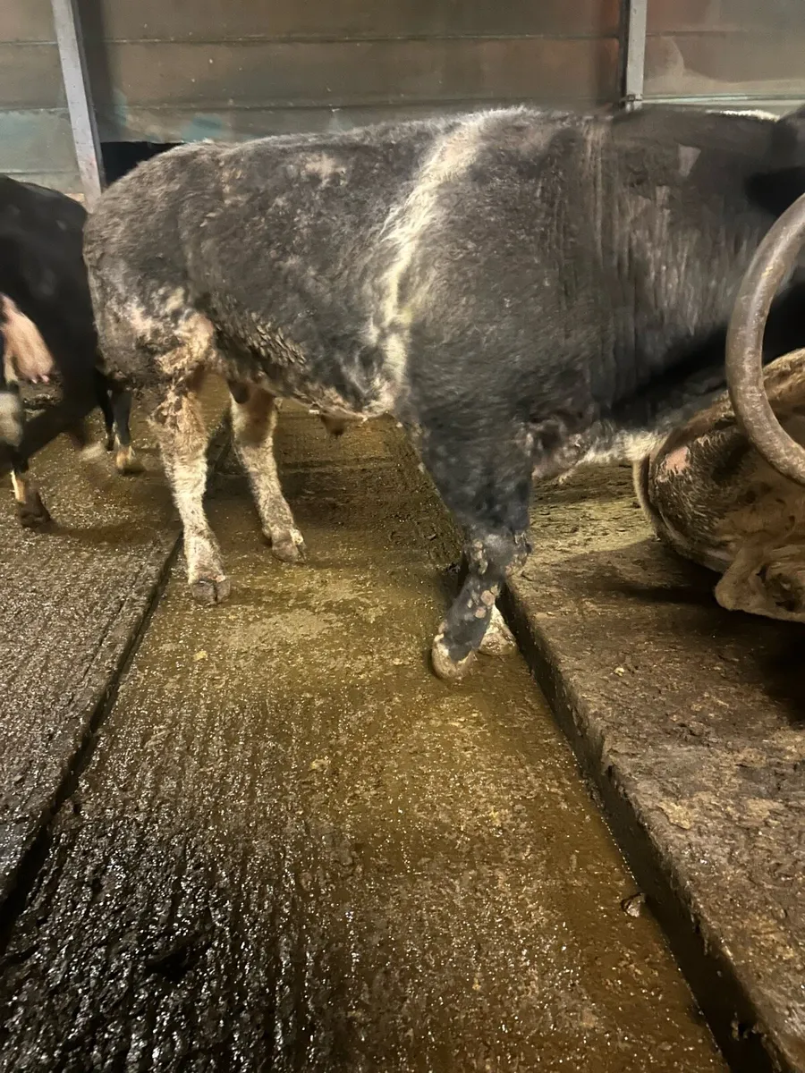 Belgian blue bull - Image 2