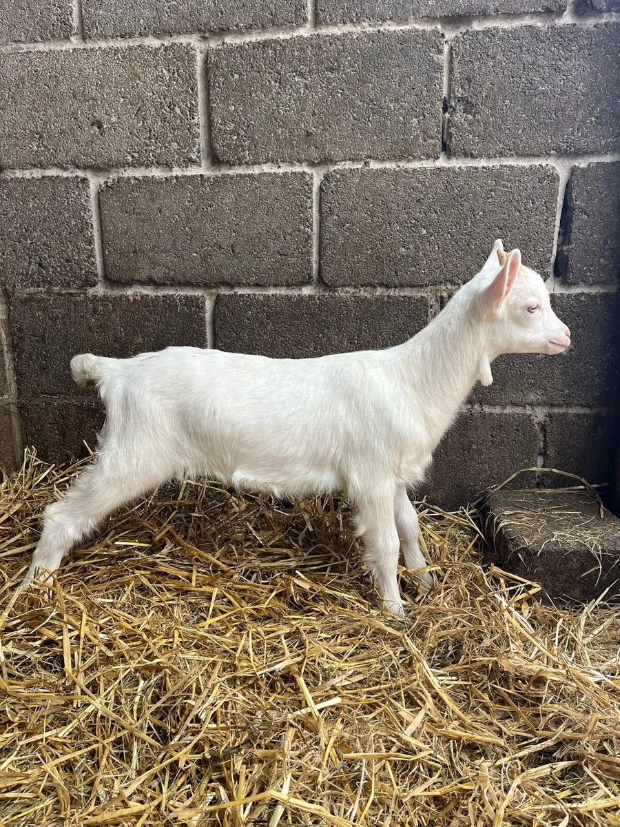Pbnr male Saanen kid - Image 1