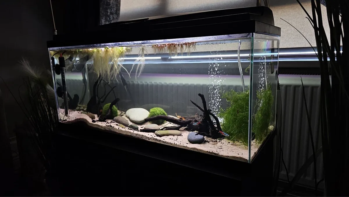 Tropical Fish Tank - Image 2