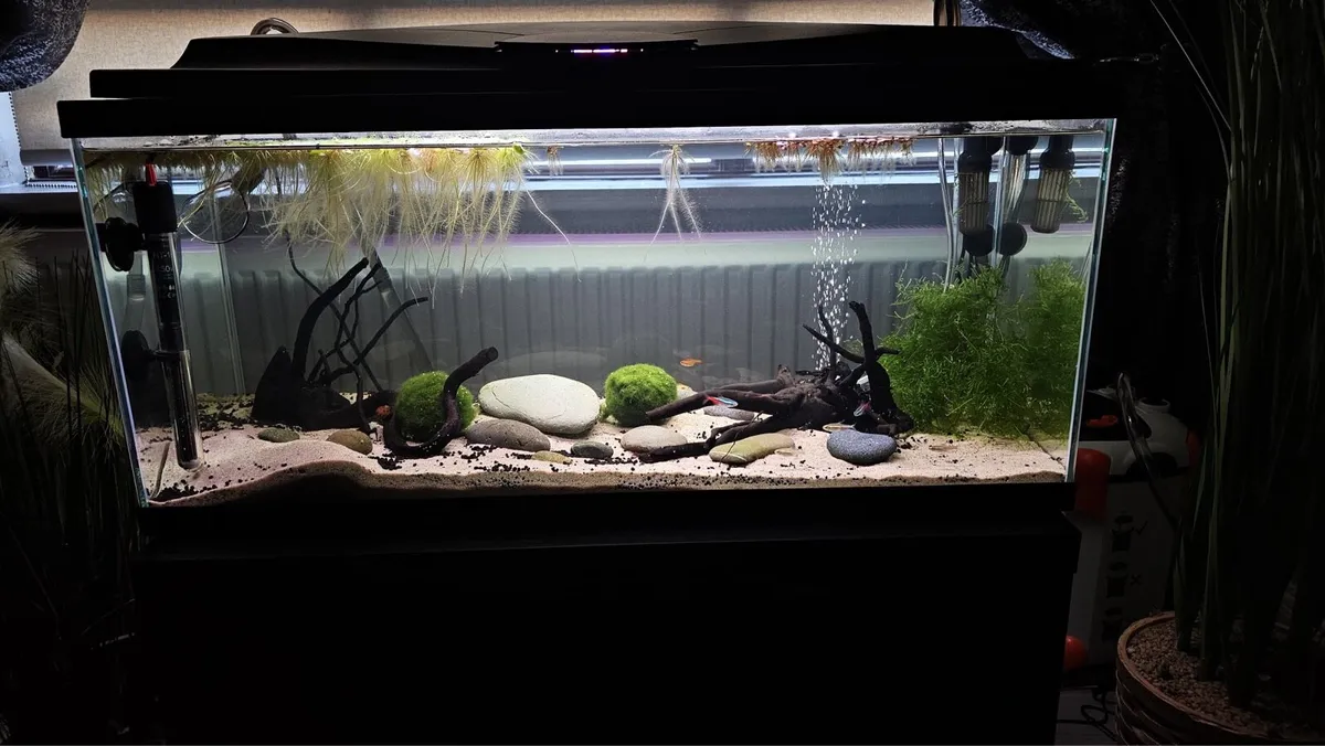 Tropical Fish Tank - Image 1