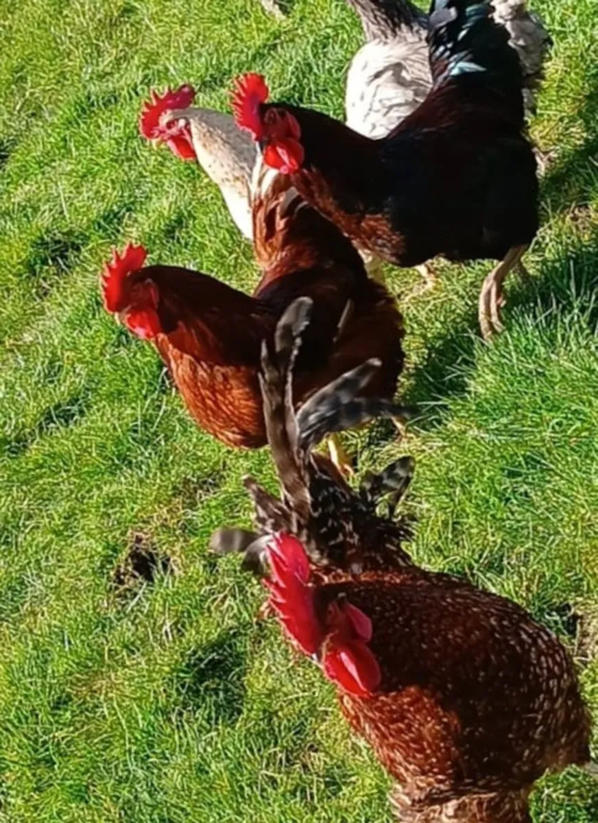 Roosters - Image 1