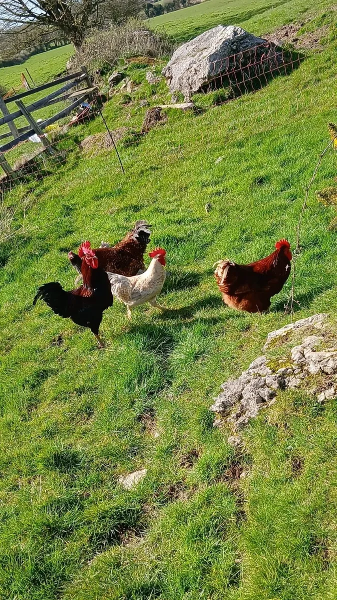 Roosters - Image 2