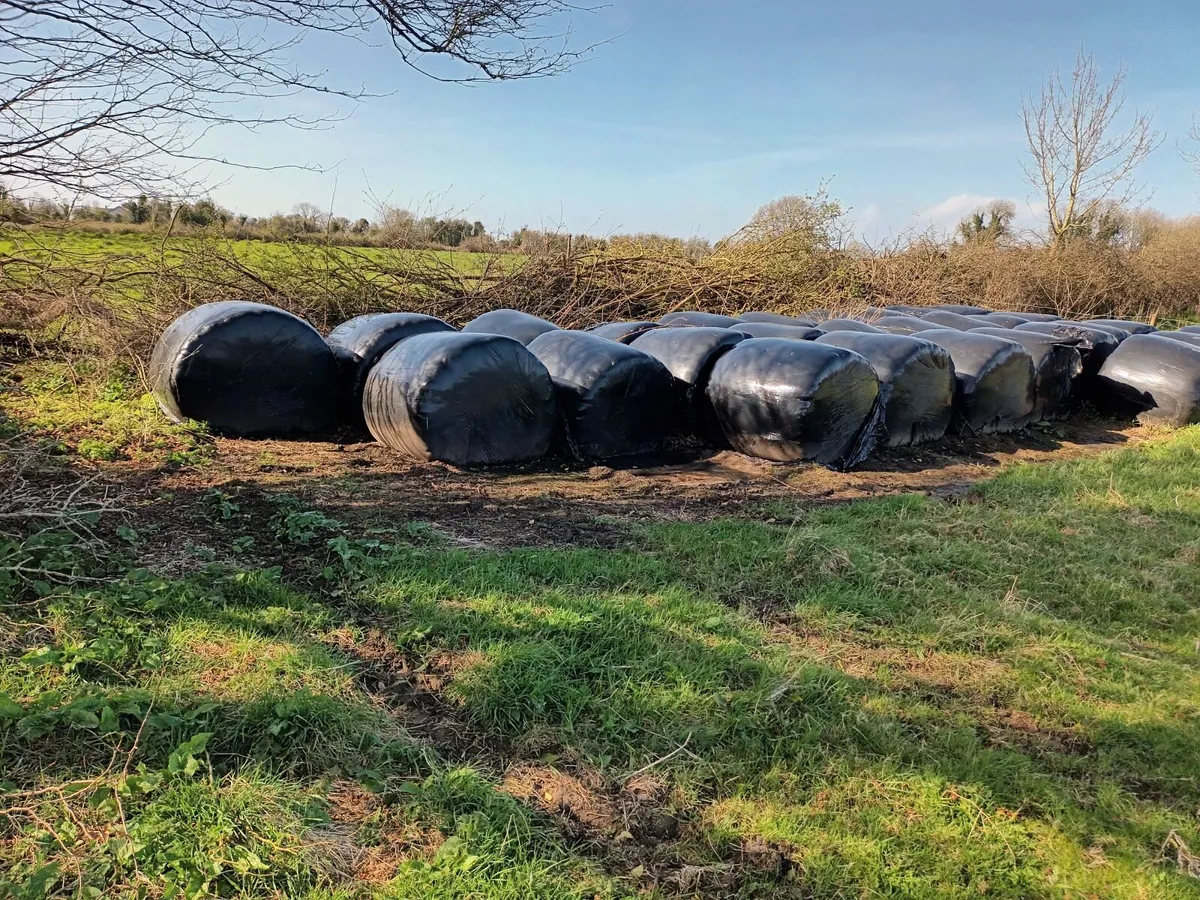 Bales of Silage - Image 2