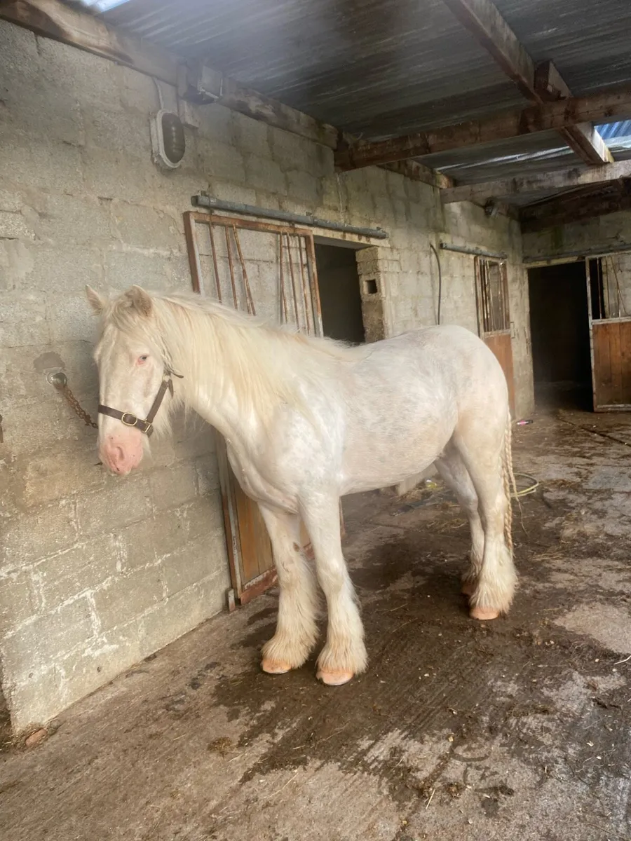 Cavan sales April 9th - Image 2