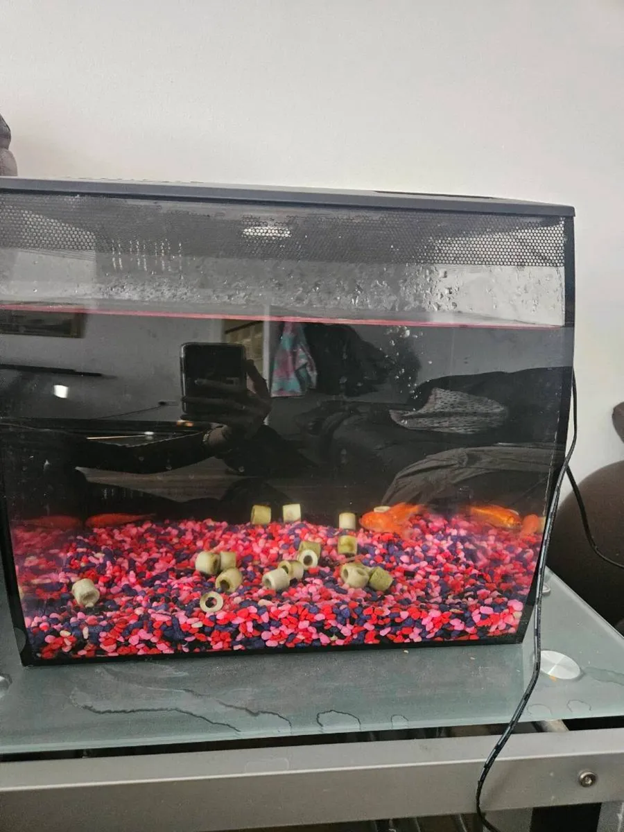 Fish tank goldfish included - Image 1