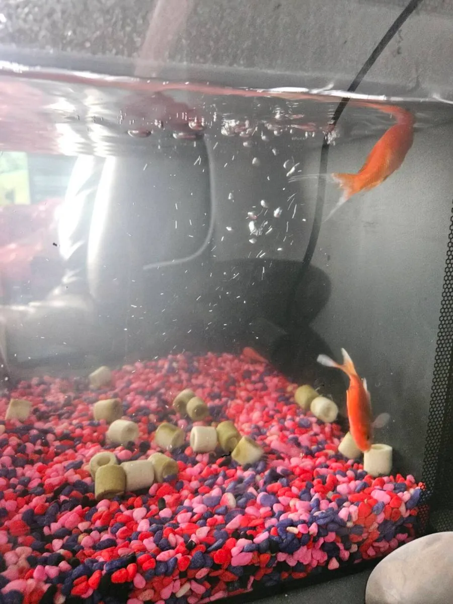 Fish tank goldfish included - Image 2