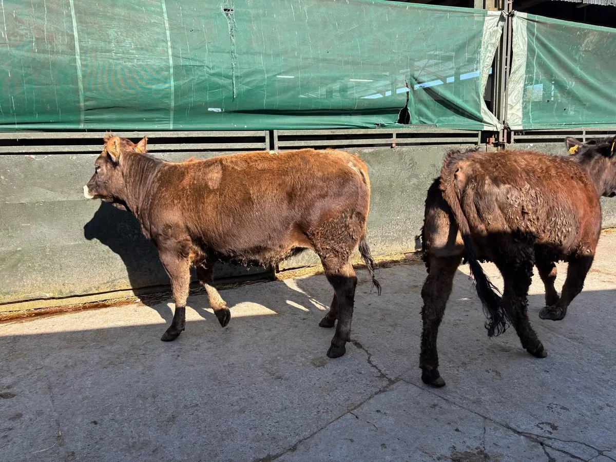 2 u grade partenese in calf heifers - Image 1