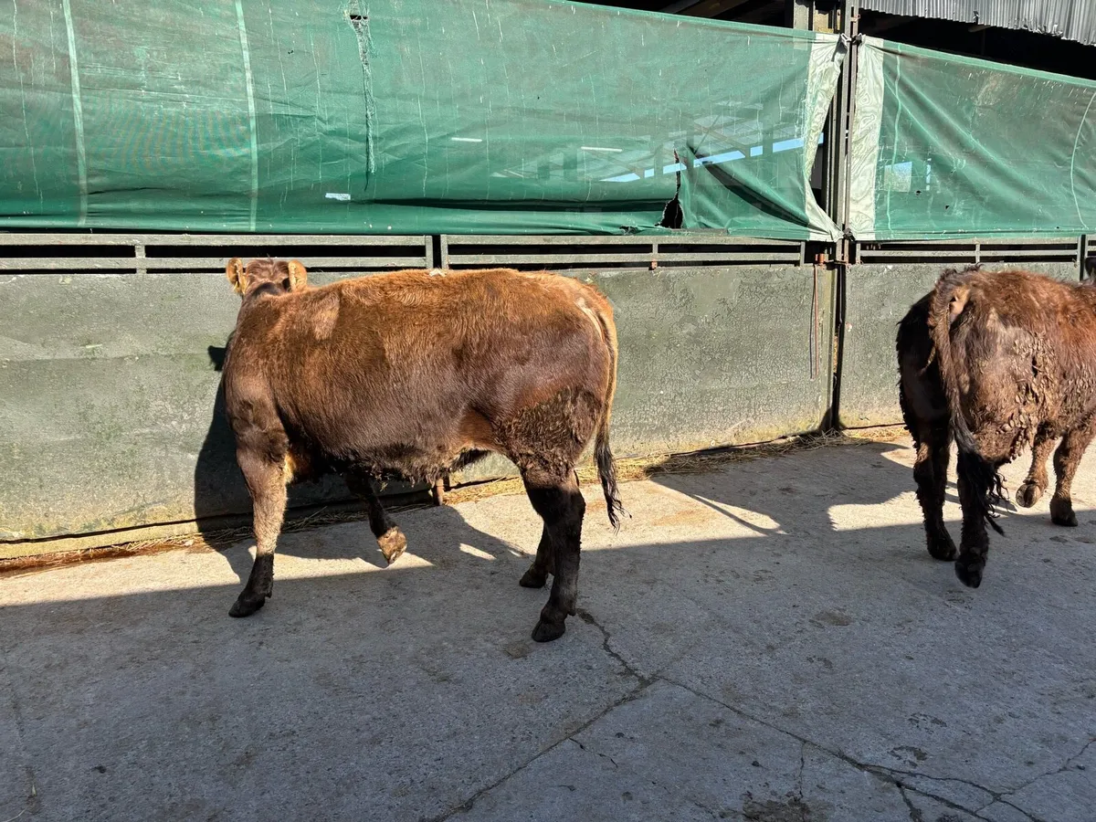 2 u grade partenese in calf heifers - Image 2