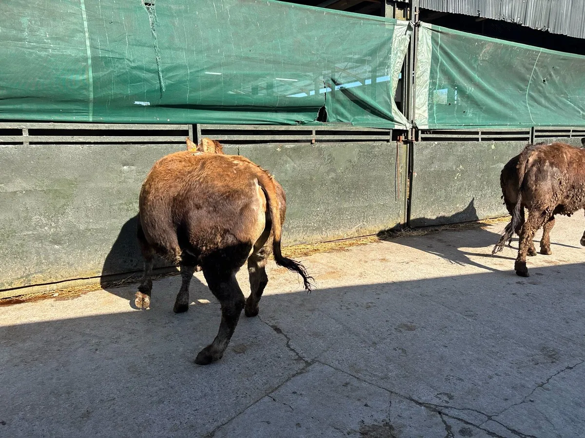 2 u grade partenese in calf heifers - Image 3