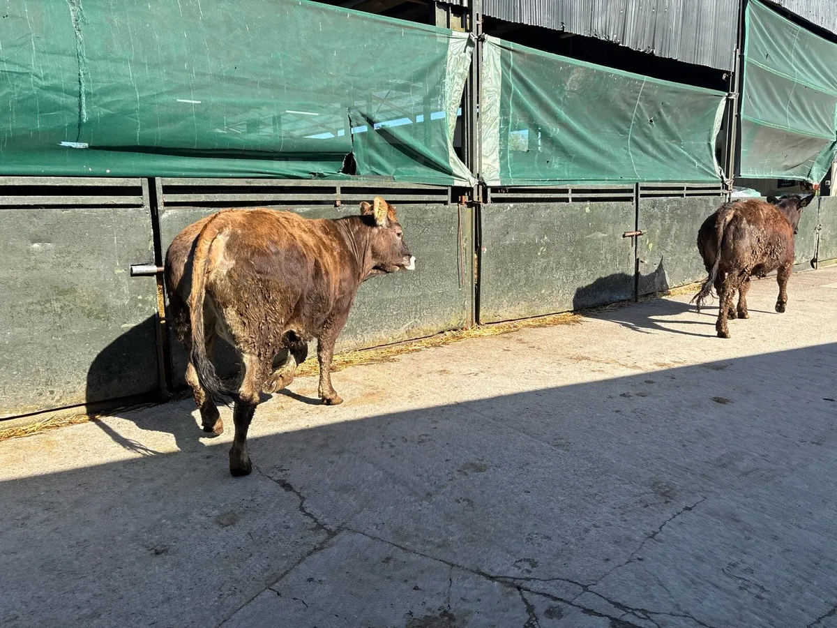 2 u grade partenese in calf heifers - Image 4