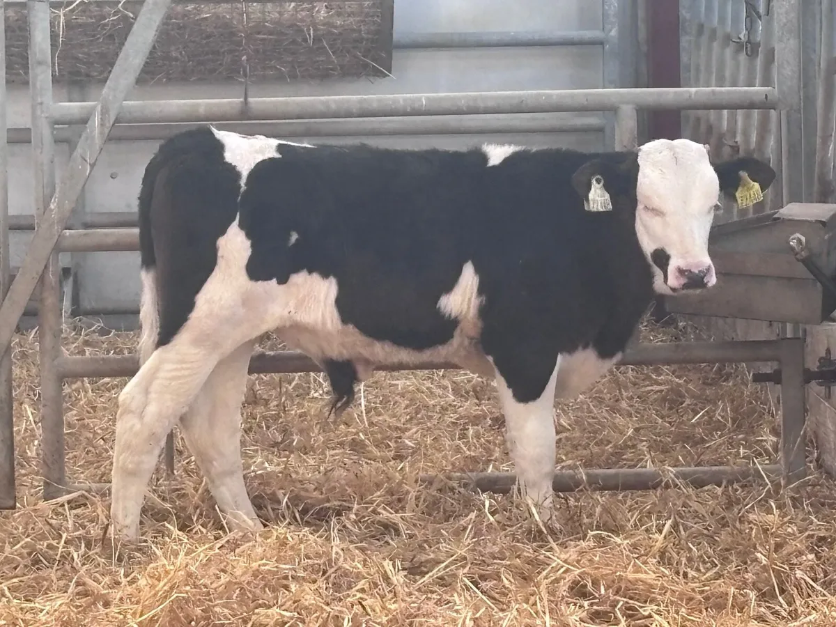 6 smashing reared calves for sale - Image 2