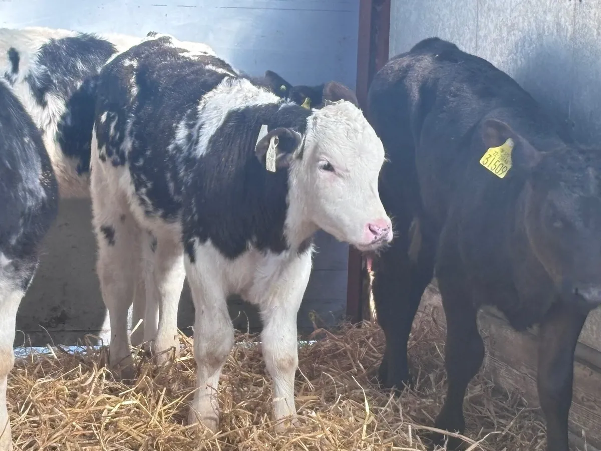 6 smashing reared calves for sale - Image 3