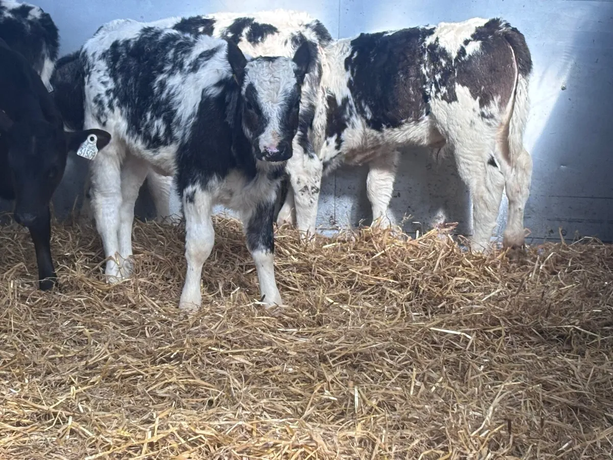 6 smashing reared calves for sale - Image 1