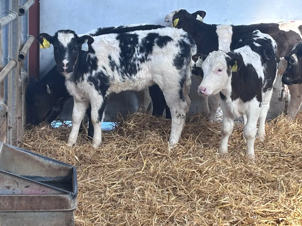 6 smashing reared calves for sale - Image 4