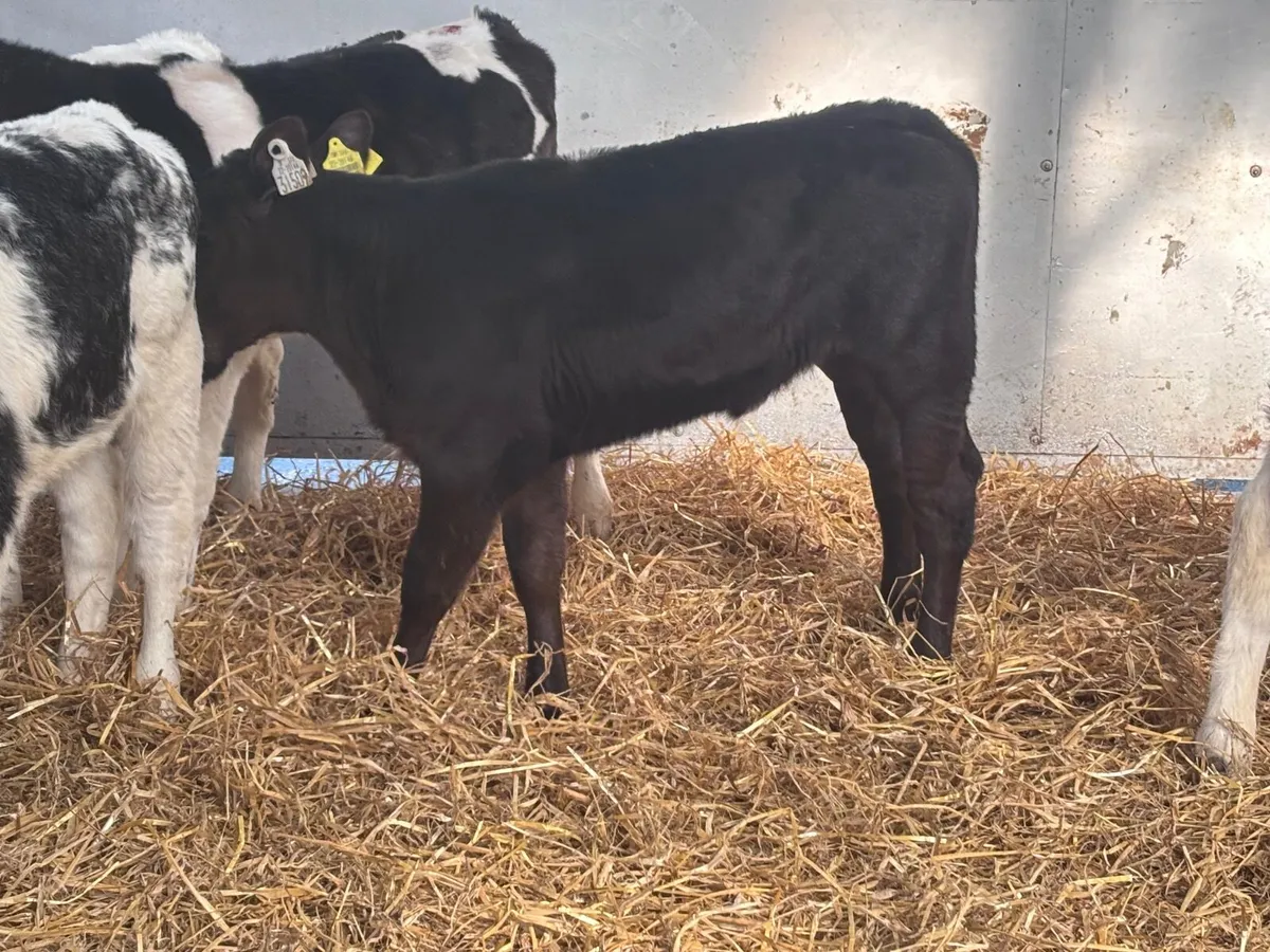 6 smashing reared calves for sale - Image 4