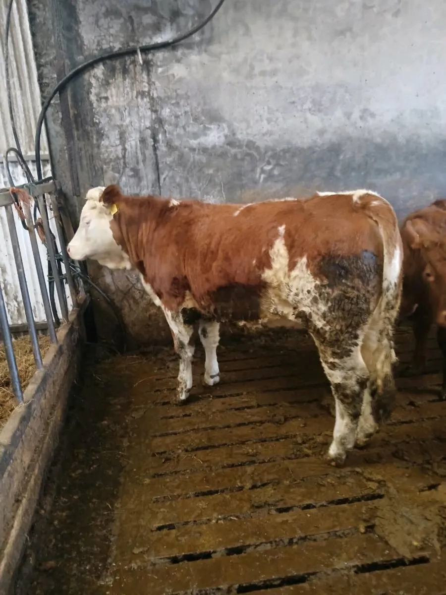 Simmental heifer - Image 1