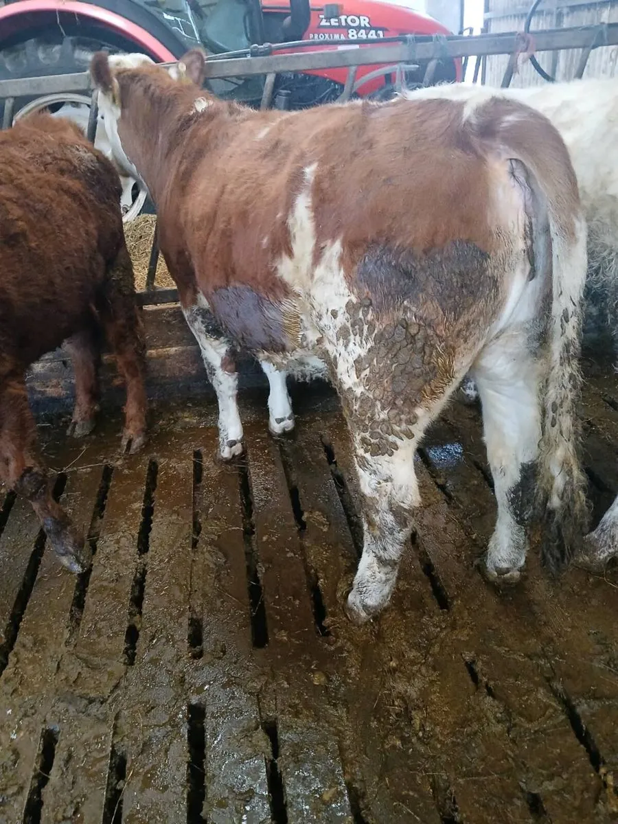 Simmental heifer - Image 2