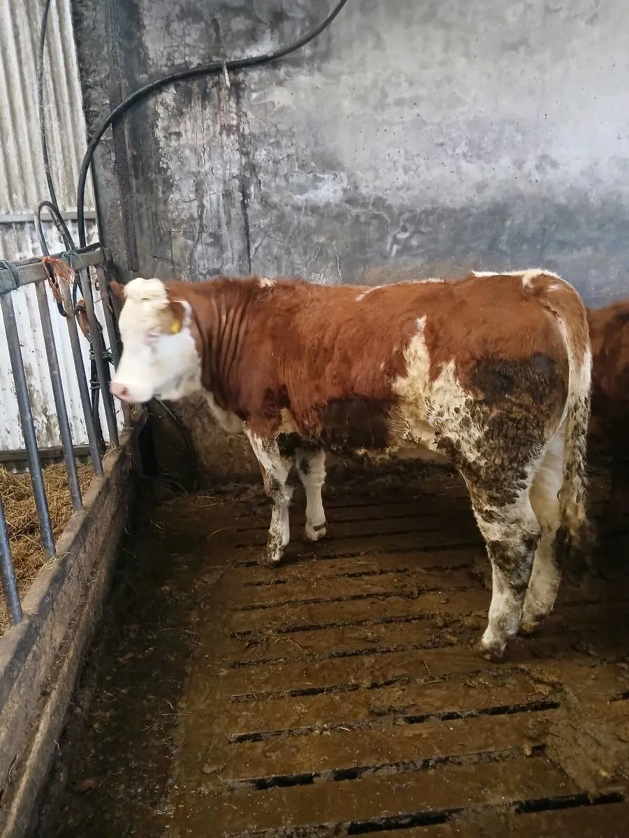 Simmental heifer - Image 3