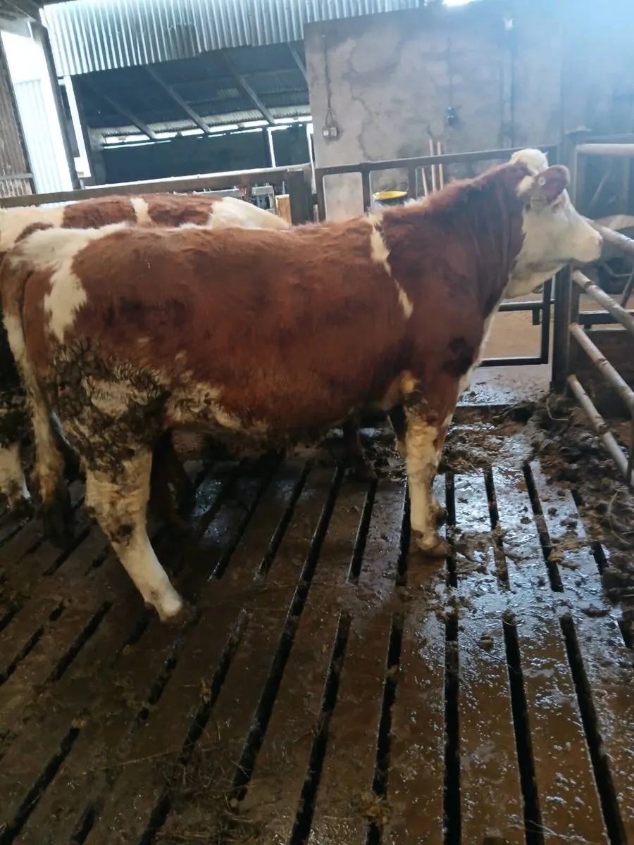 Simmental heifer - Image 4