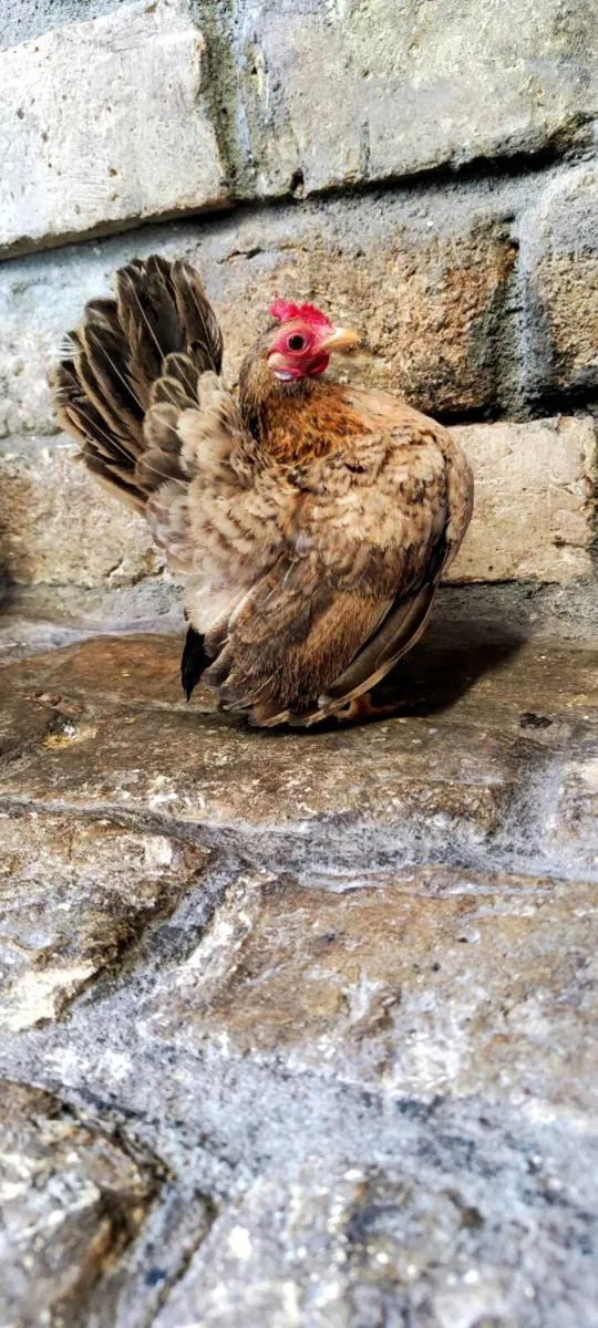 Serama Trio & Pair - Image 1