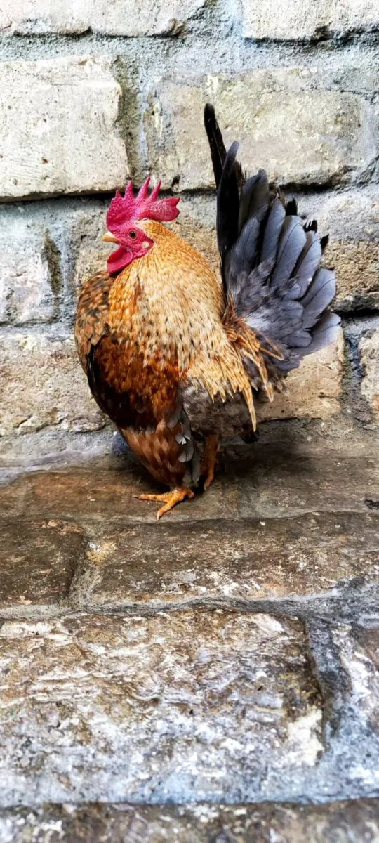 Serama Trio & Pair - Image 2