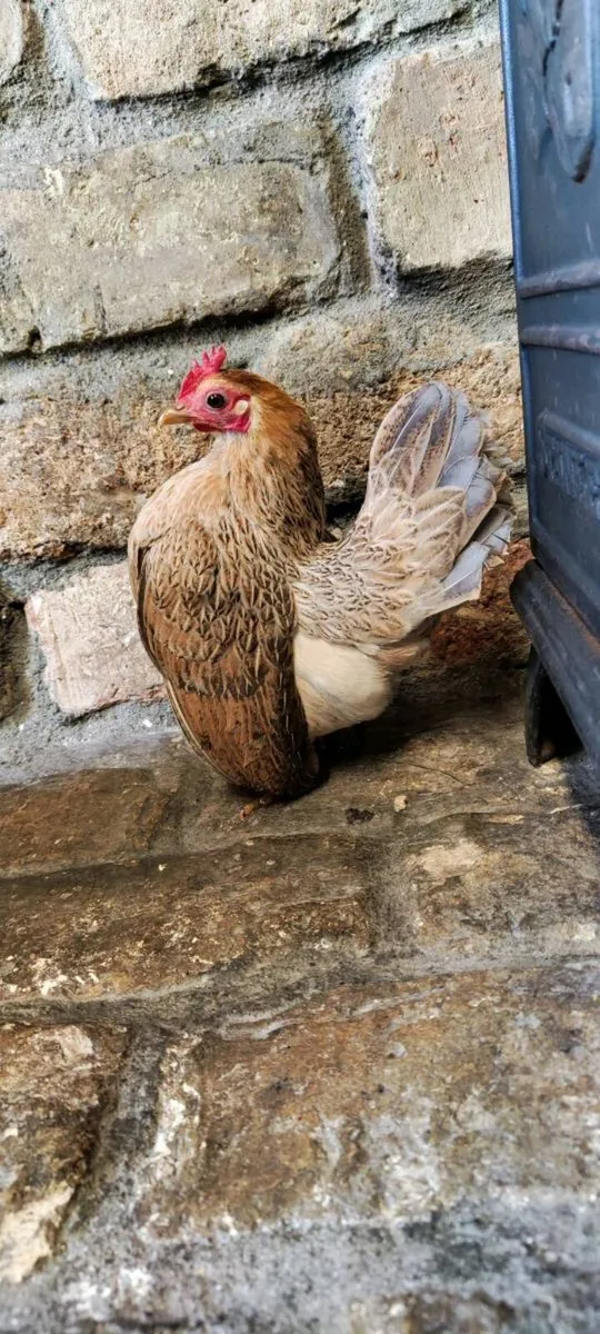 Serama Trio & Pair - Image 3