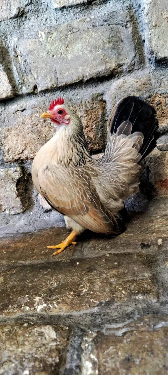 Serama Trio & Pair - Image 4