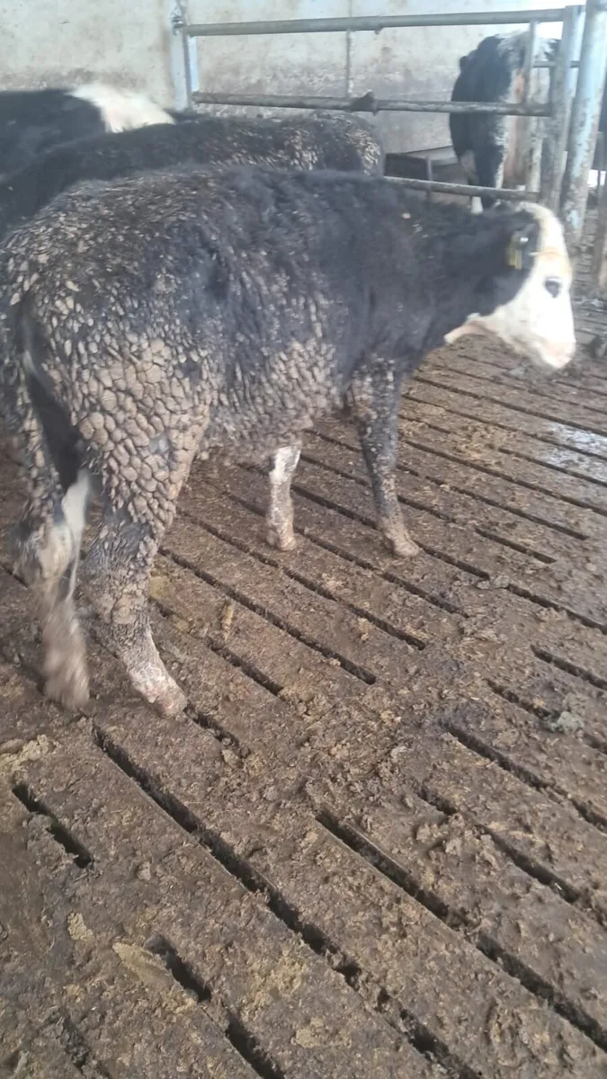 5 white head hefirs - Image 3