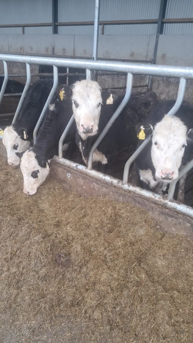 5 white head hefirs - Image 1