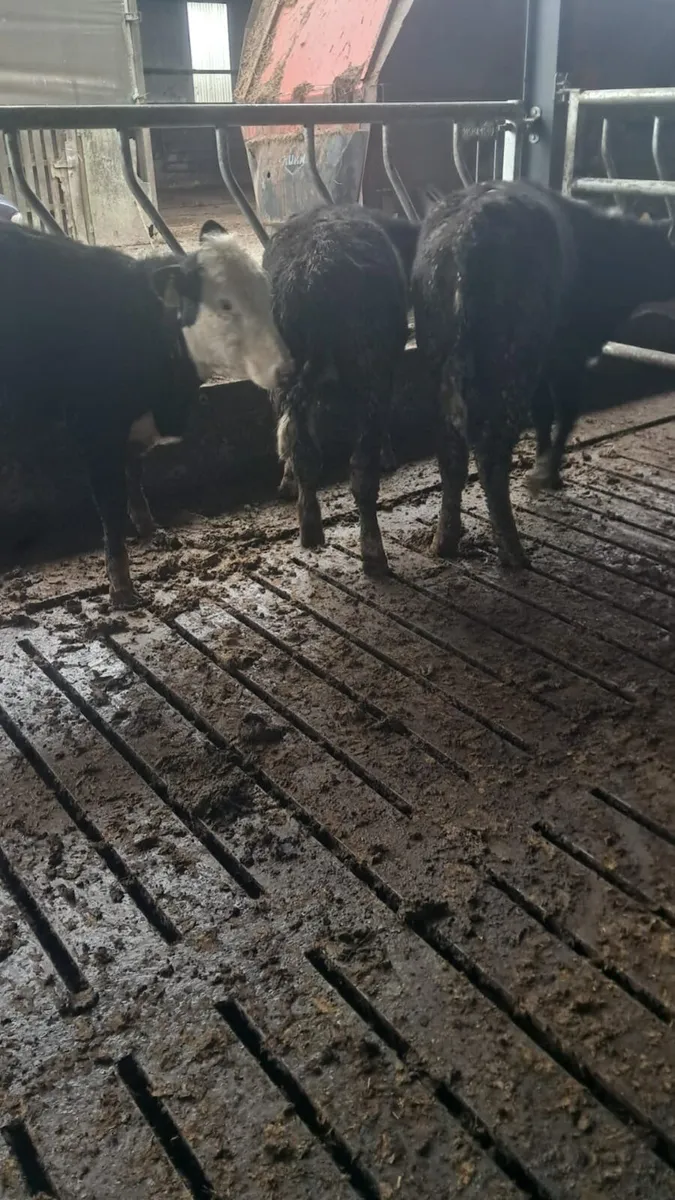 5 white head hefirs - Image 2