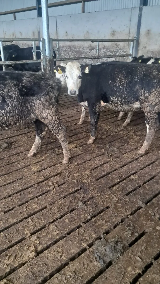 5 white head hefirs - Image 4