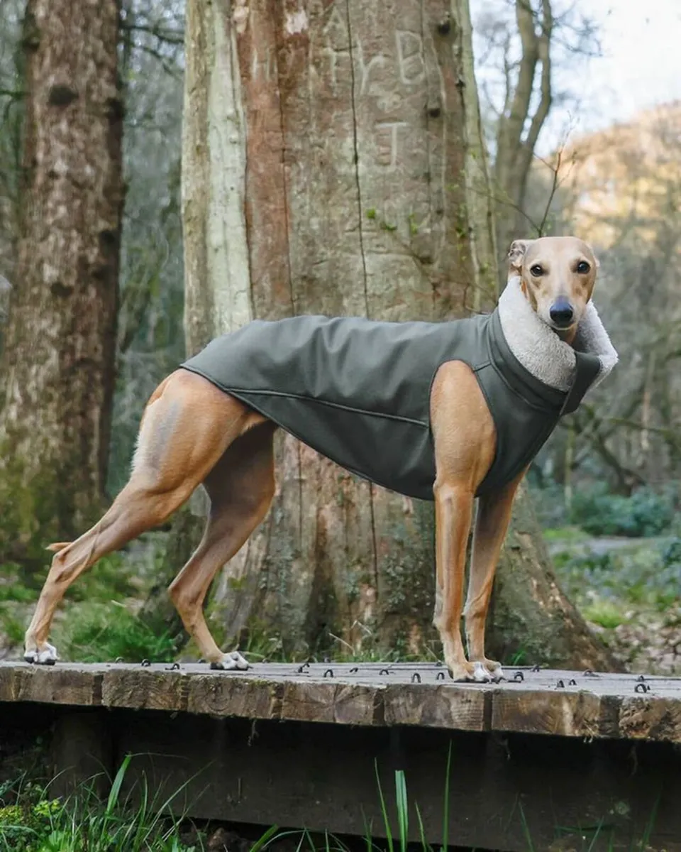 Whippet/Lurcher weather resistant fitted raincoat - Image 1