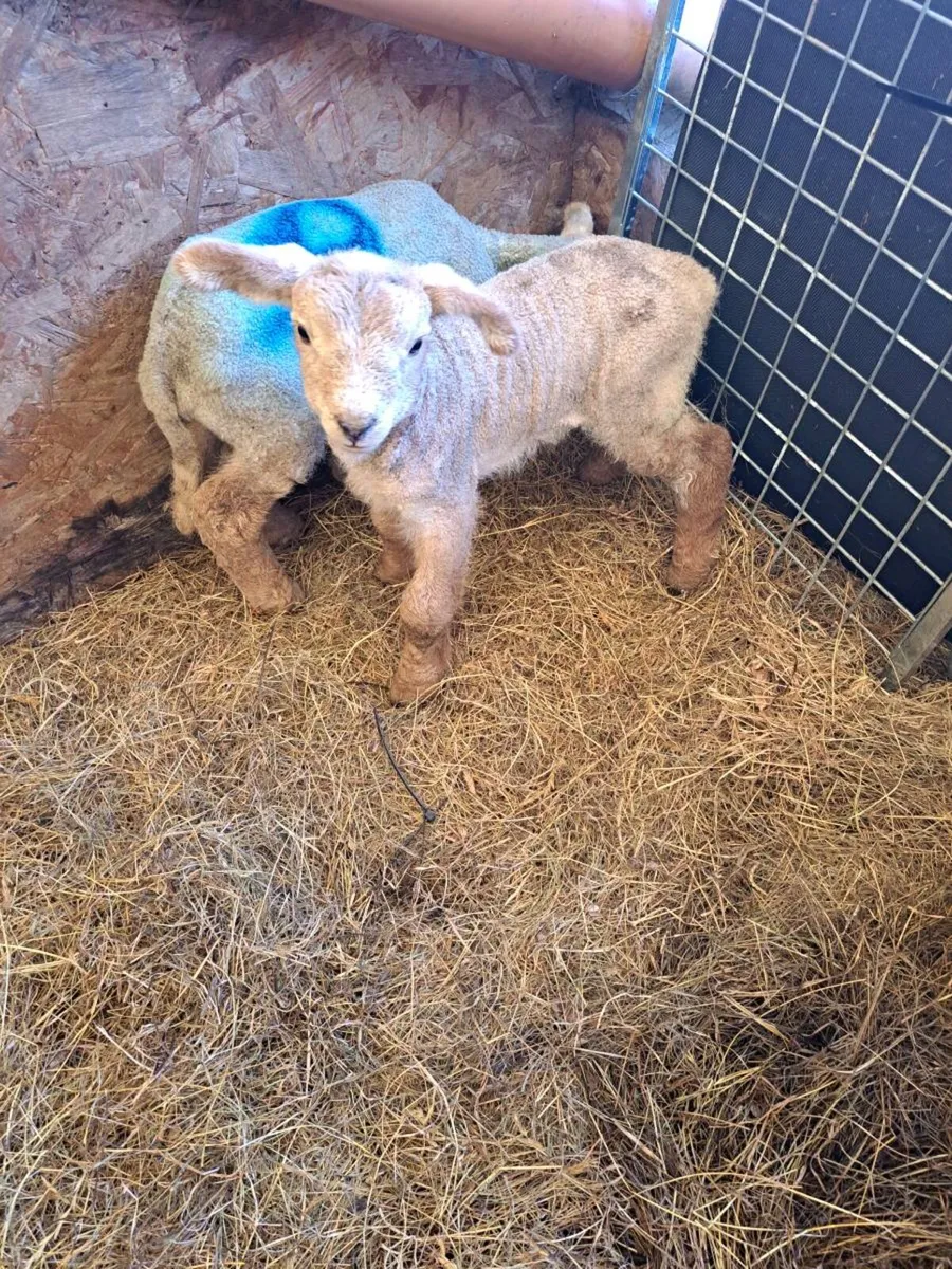 Foster lambs - Image 1