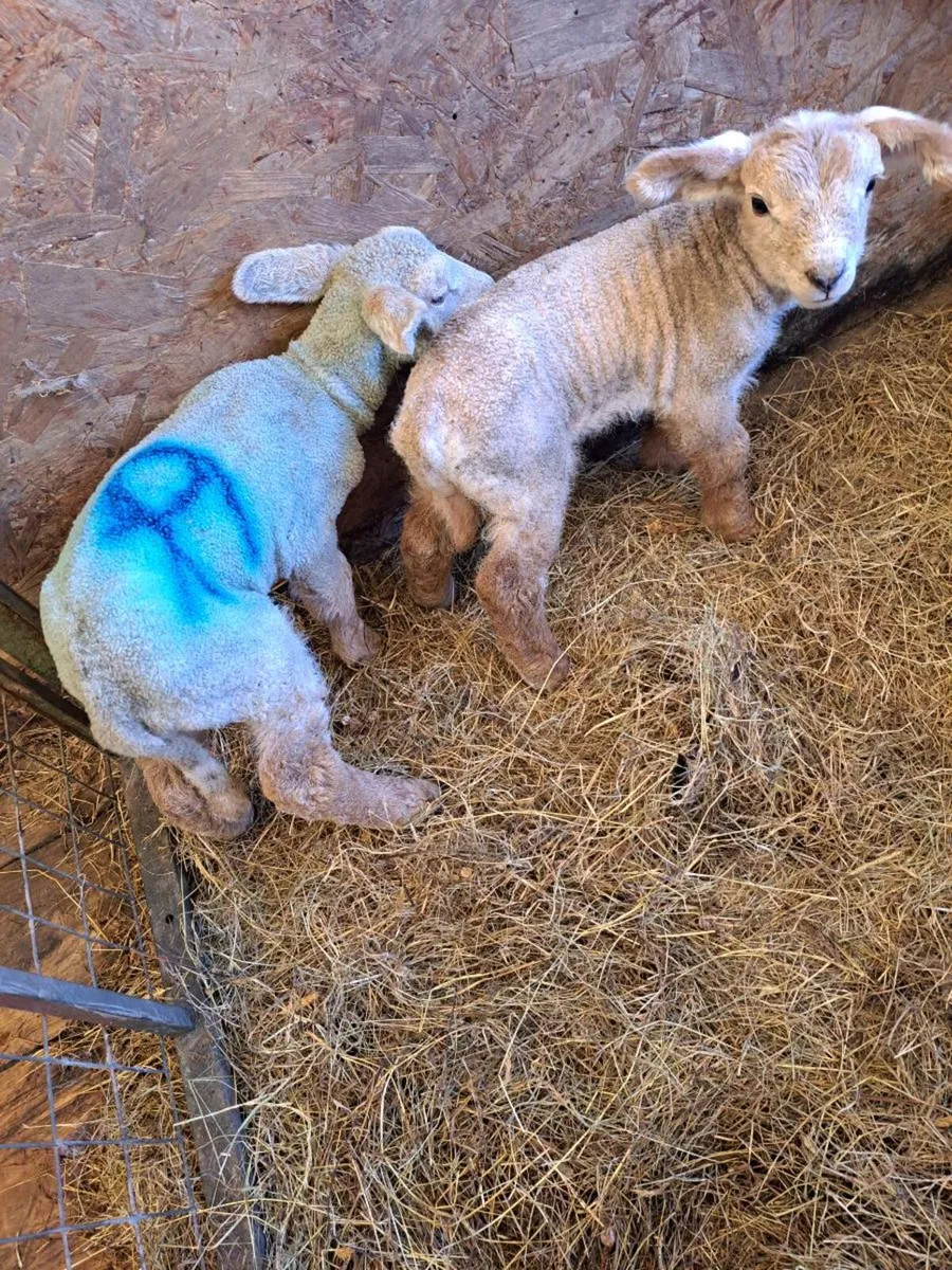 Foster lambs - Image 3