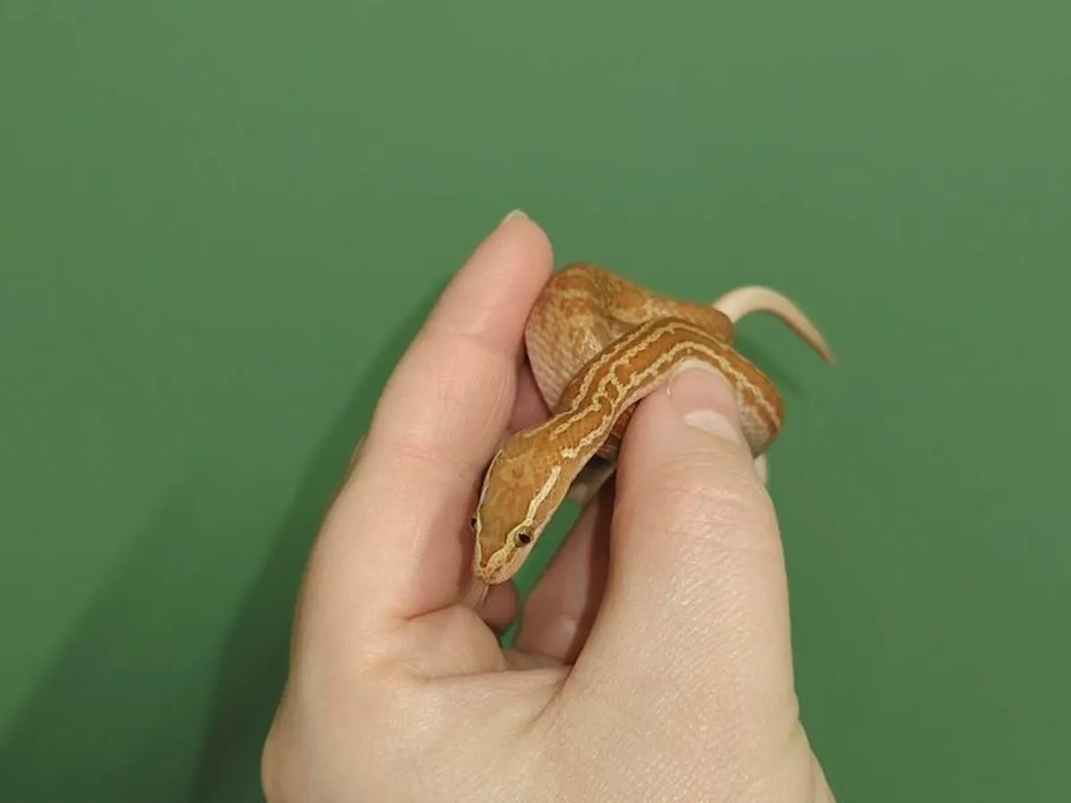 House Snakes - Image 3