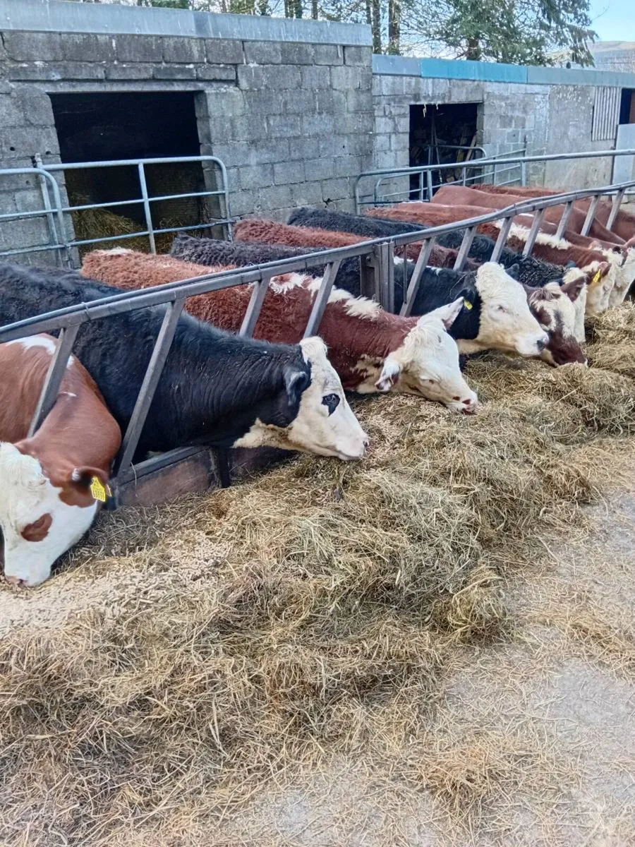 10 Hereford Heifers - Image 1