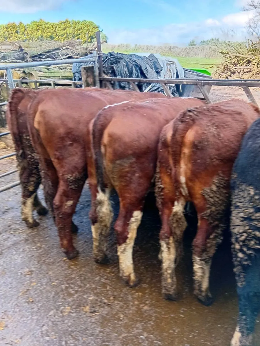 10 Hereford Heifers - Image 3