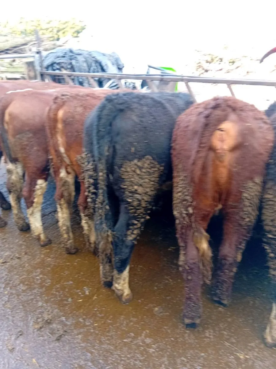 10 Hereford Heifers - Image 2