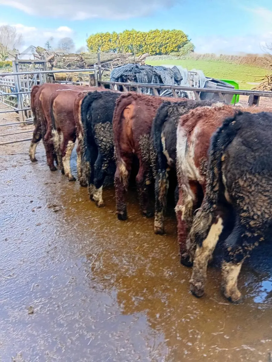 10 Hereford Heifers - Image 4