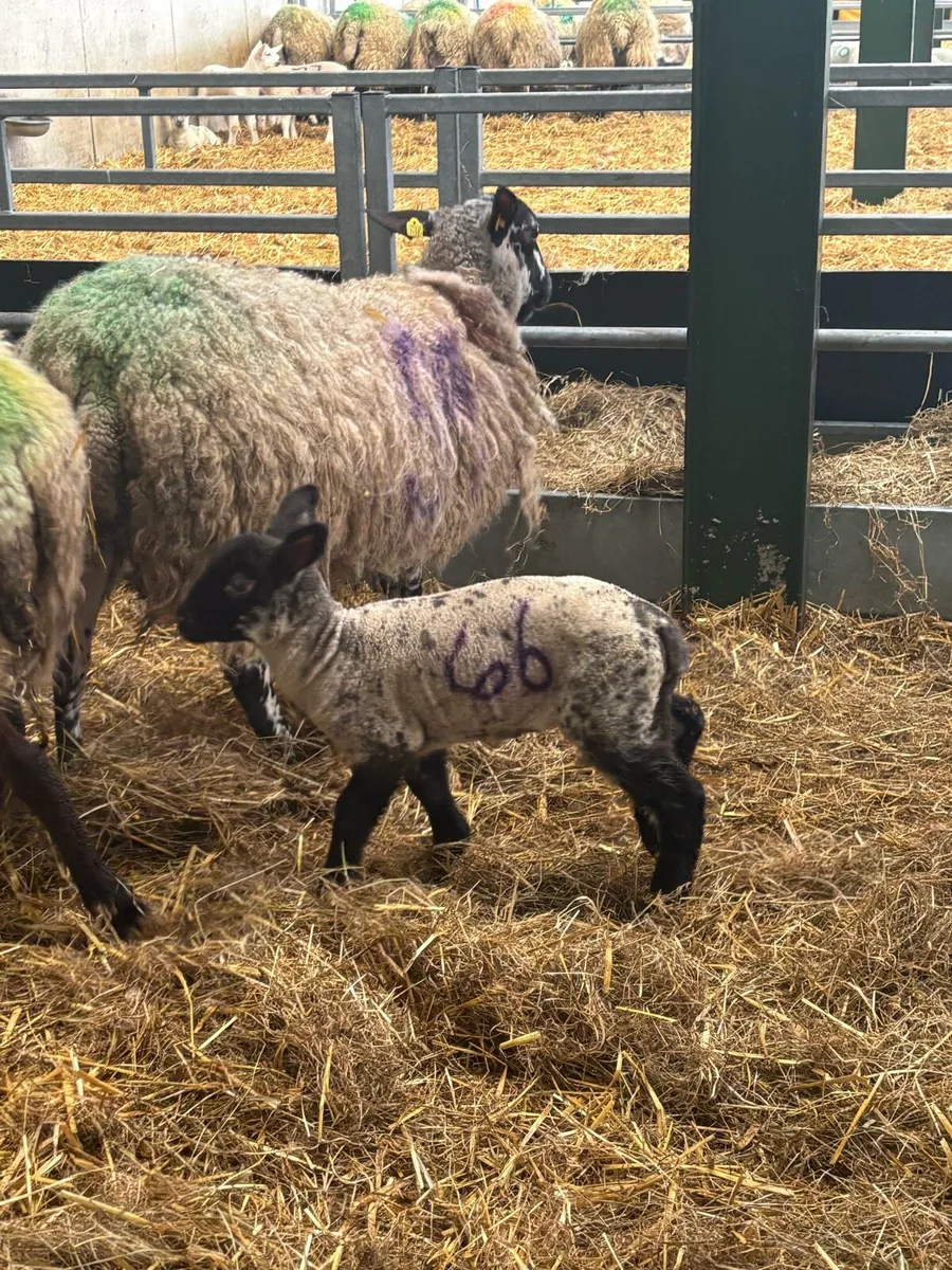 Pet/orphan lamb (ewe) - Image 2