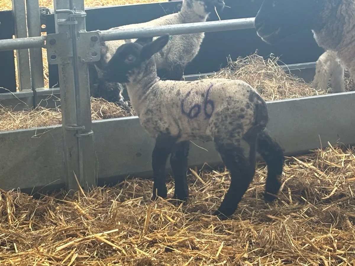 Pet/orphan lamb (ewe) - Image 3