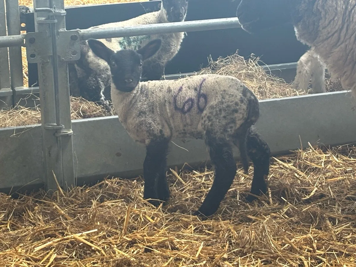 Pet/orphan lamb (ewe) - Image 1