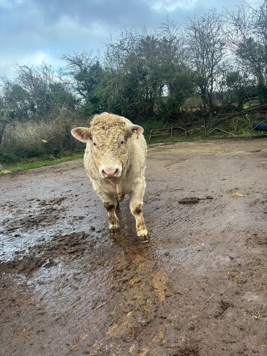 Pb registered Charolais bull - Image 1