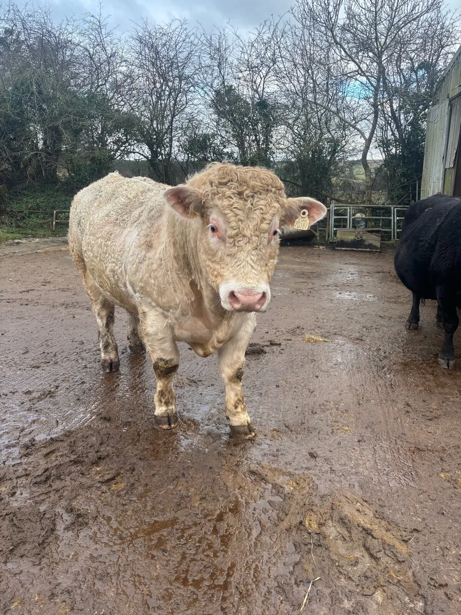 Pb registered Charolais bull - Image 2