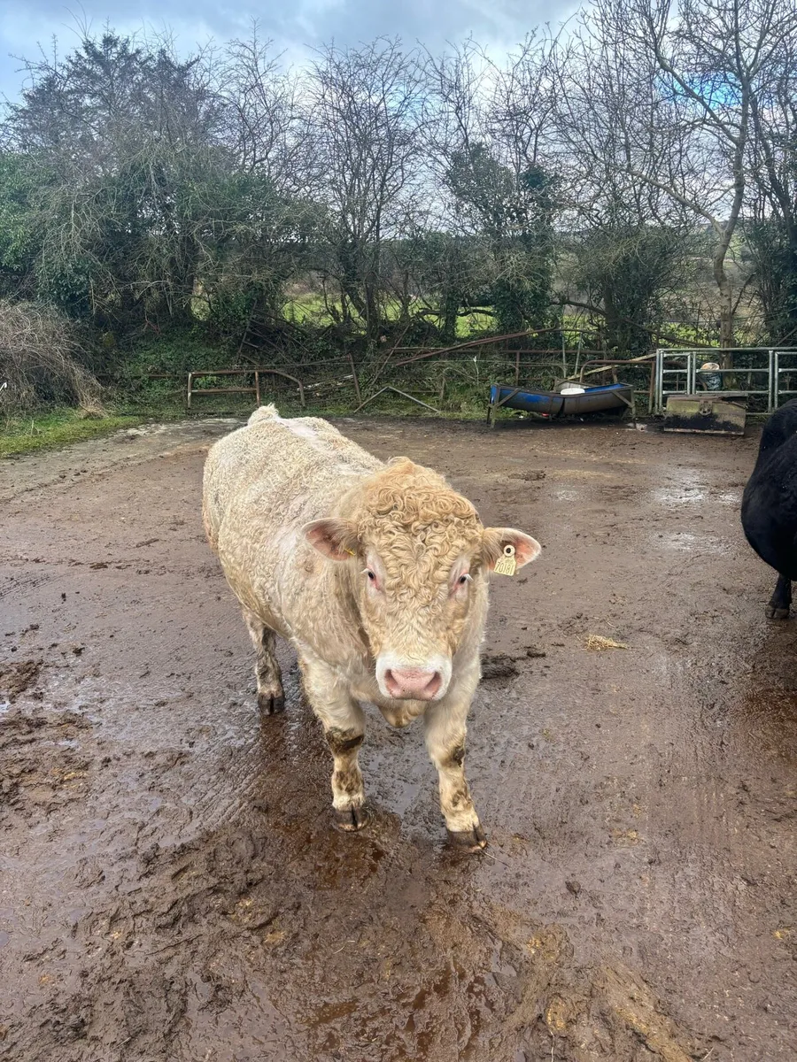 Pb registered Charolais bull - Image 4