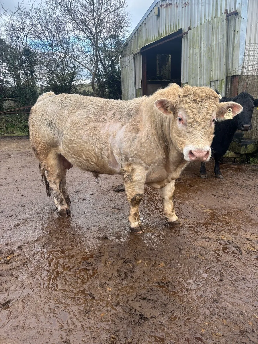 Pb registered Charolais bull - Image 3