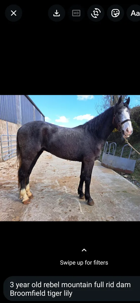 Selection of 3 year old horses and filly - Image 1