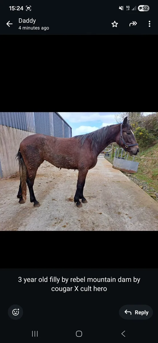 Selection of 3 year old horses and filly - Image 3