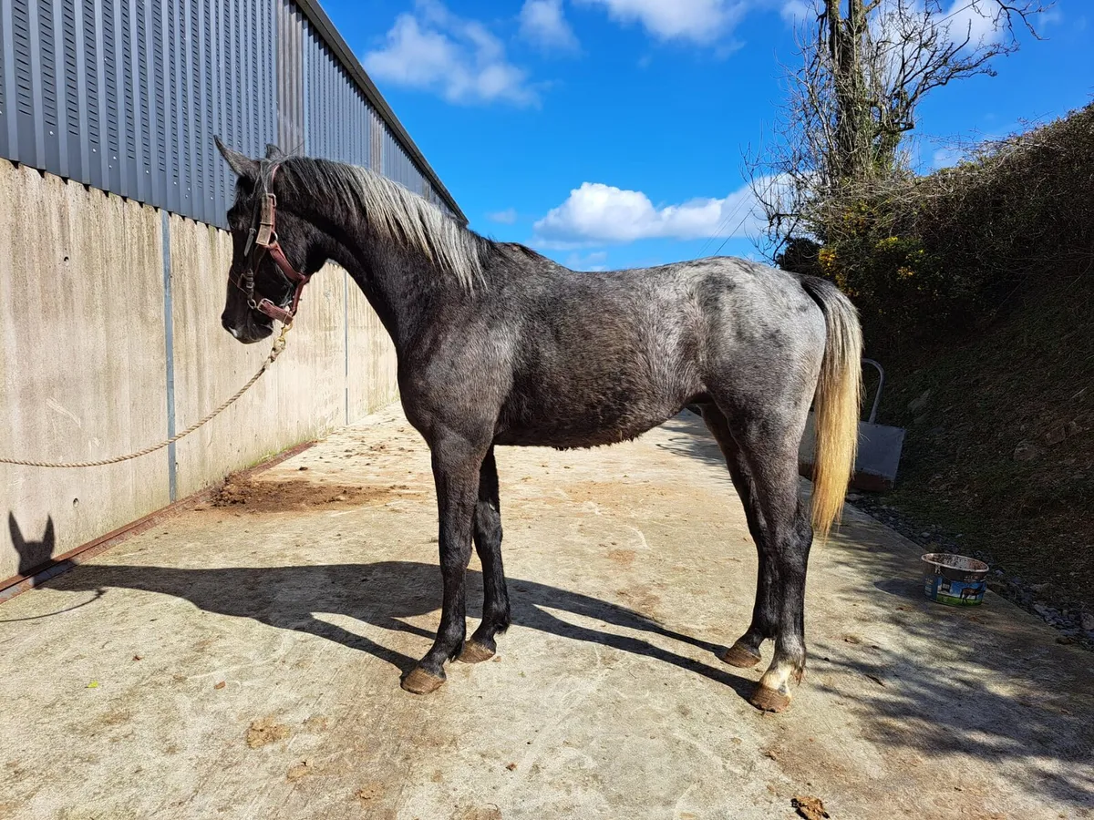 Selection of 3 year old horses and filly - Image 4