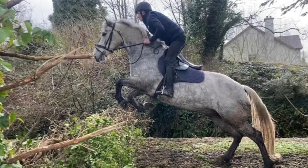 Connemara pony - Image 1
